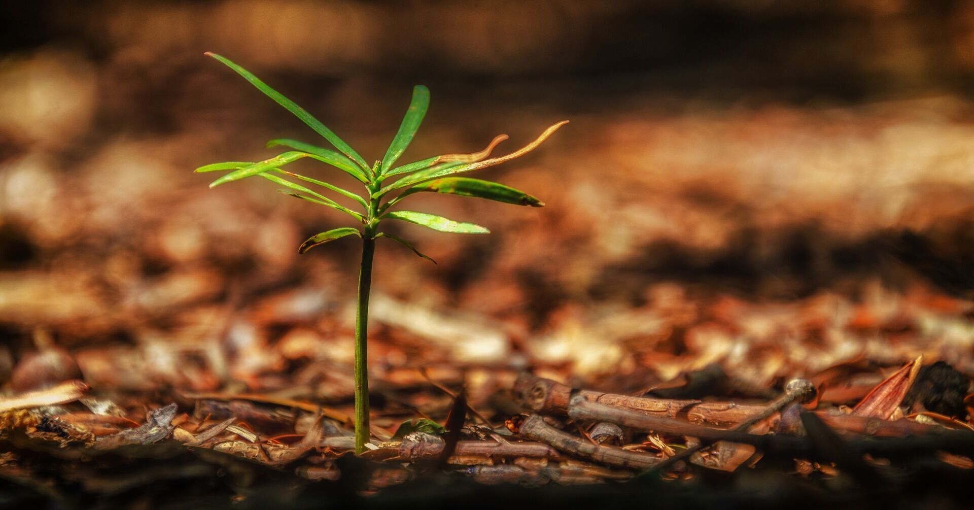 Sapling